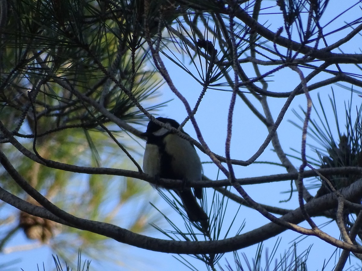 Great Tit - ML460488771