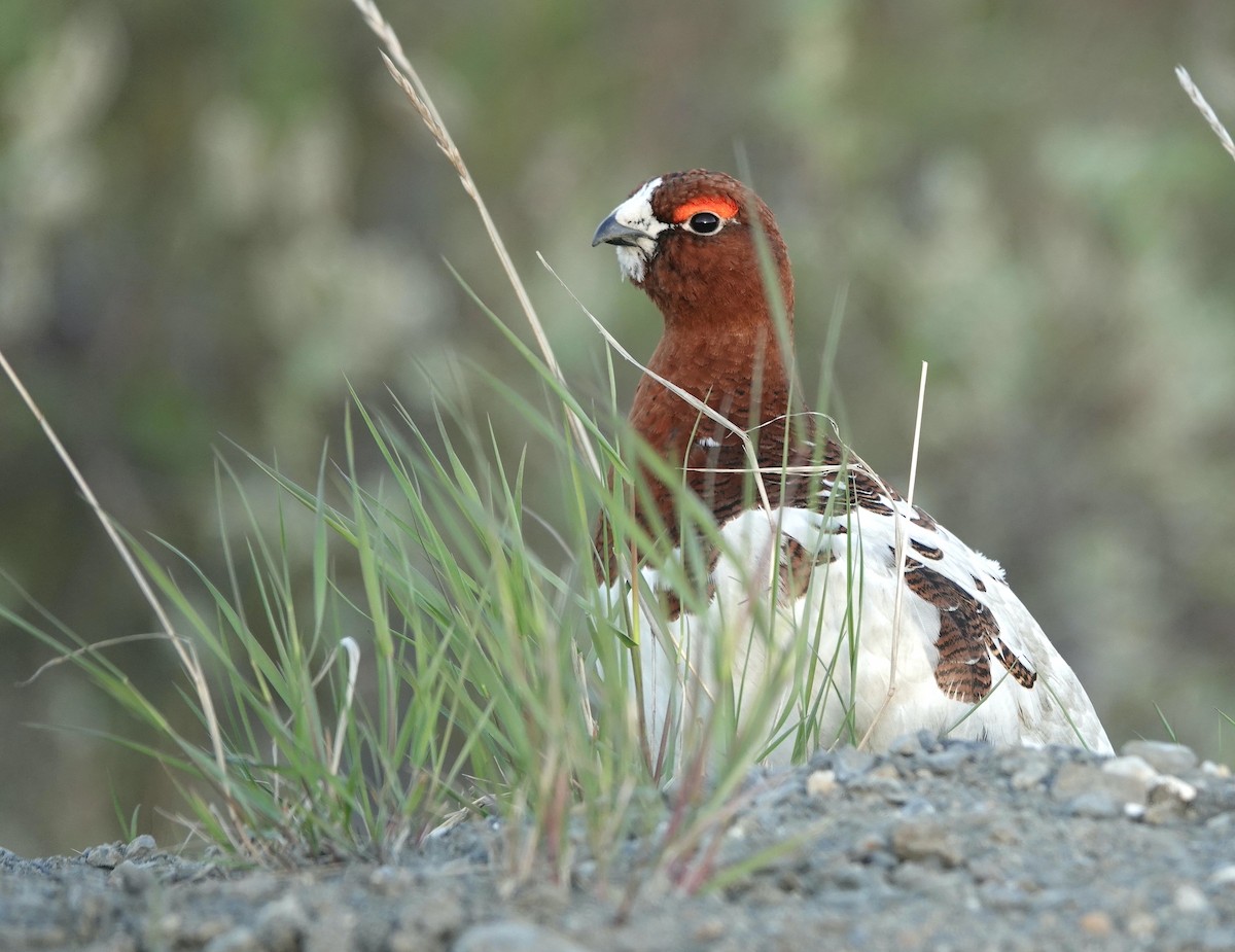 Willow Ptarmigan - ML460489011