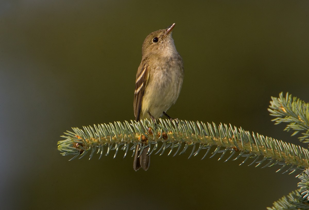 Alder Flycatcher - ML460489701