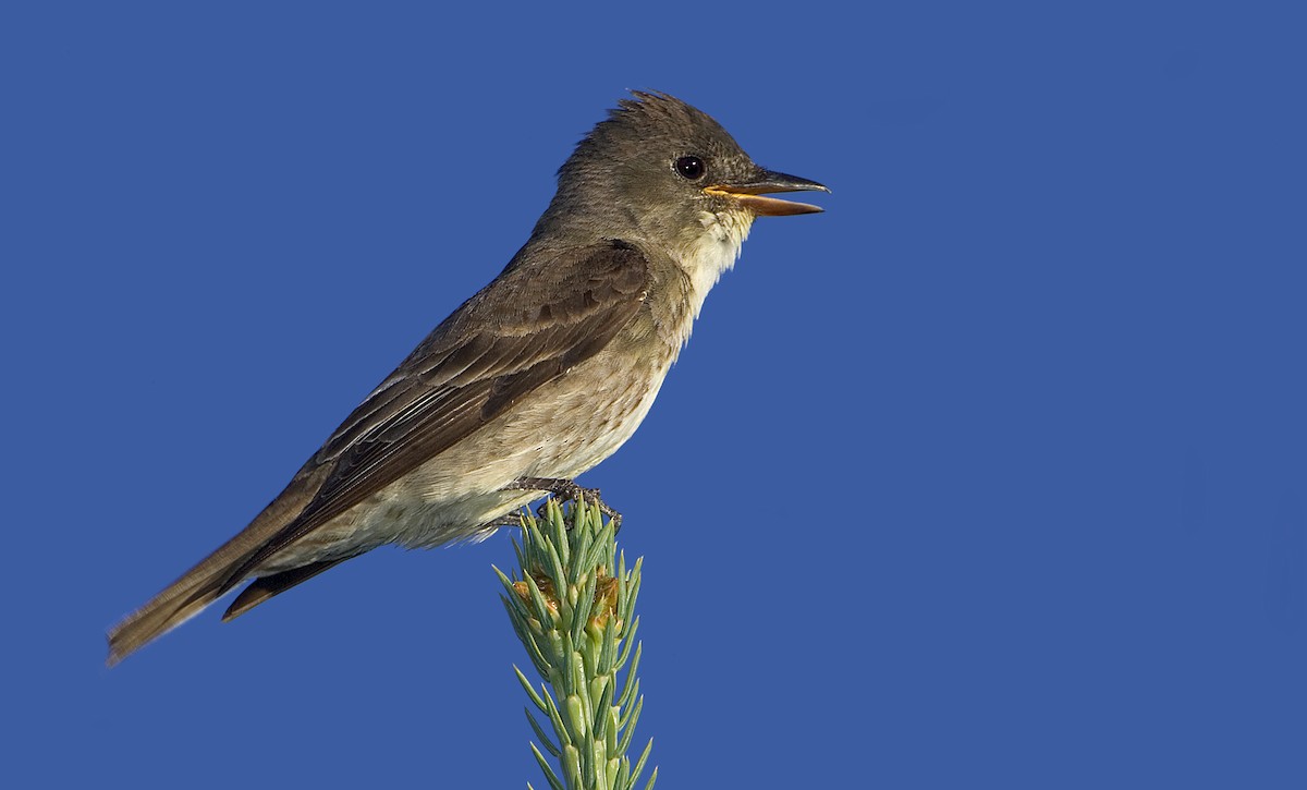 Olive-sided Flycatcher - ML460489731
