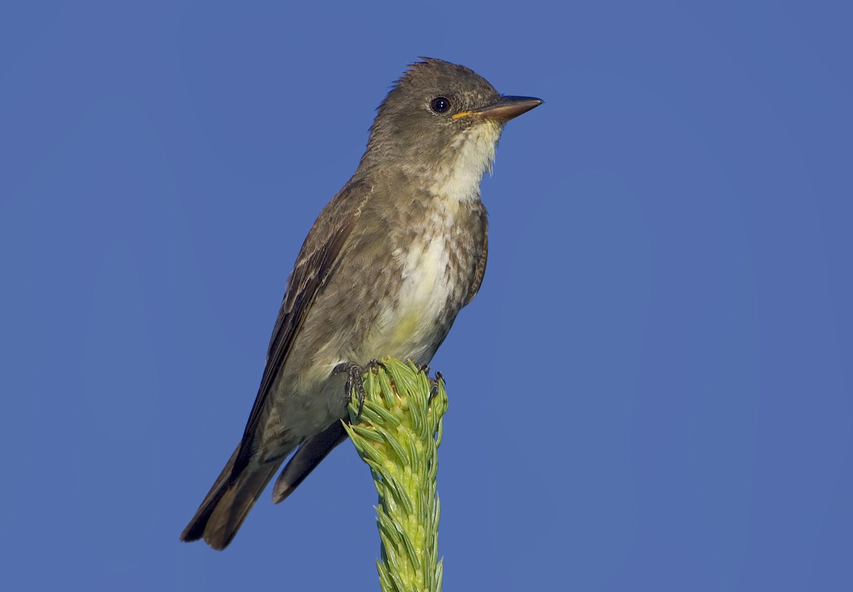 Olive-sided Flycatcher - ML460489741