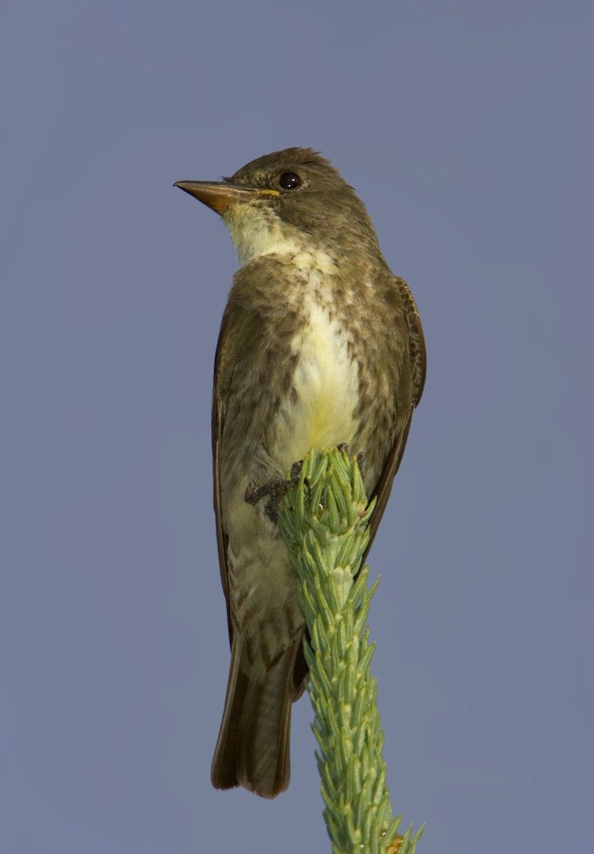 Olive-sided Flycatcher - ML460489751
