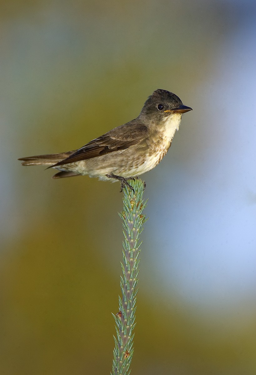 Olive-sided Flycatcher - ML460489761