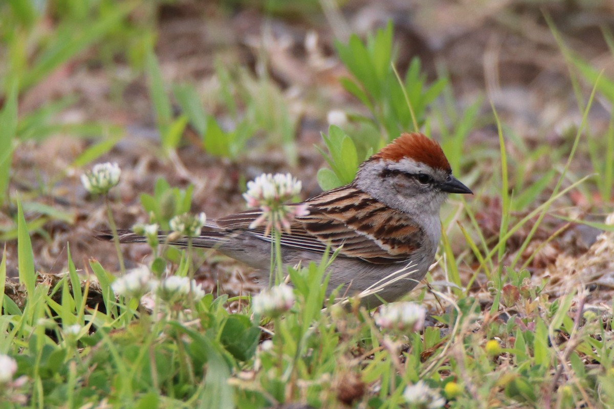 Chipping Sparrow - ML460490421
