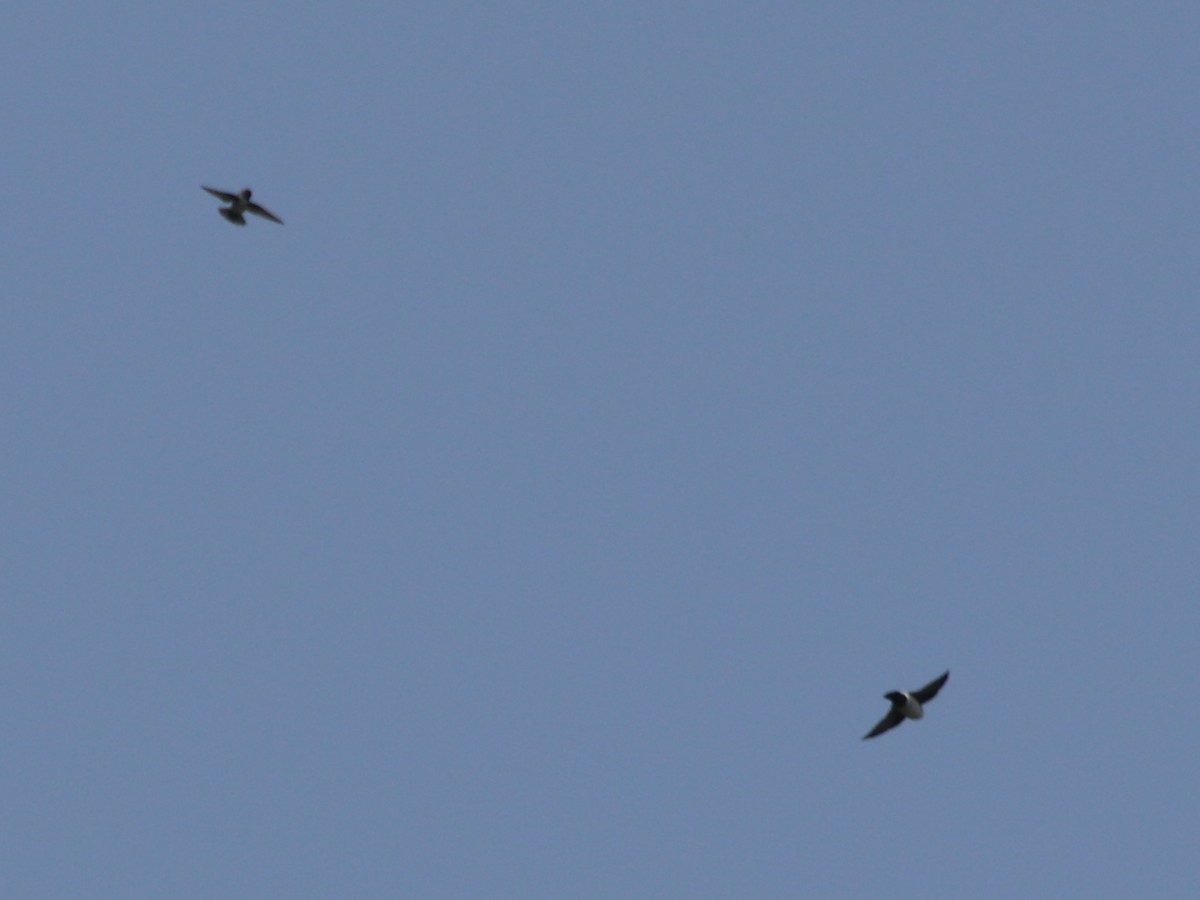 Nepal House-Martin - ML460490841