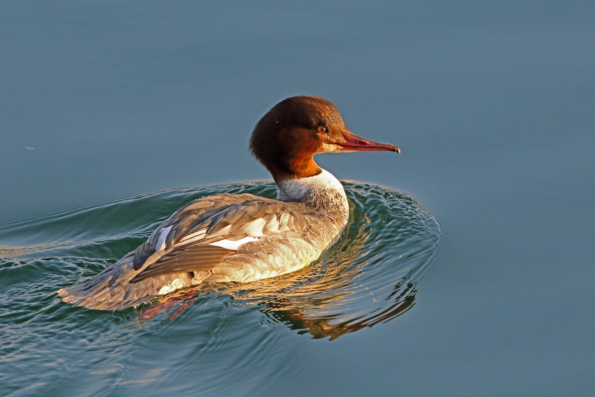 Common Merganser (Eurasian) - Nigel Voaden