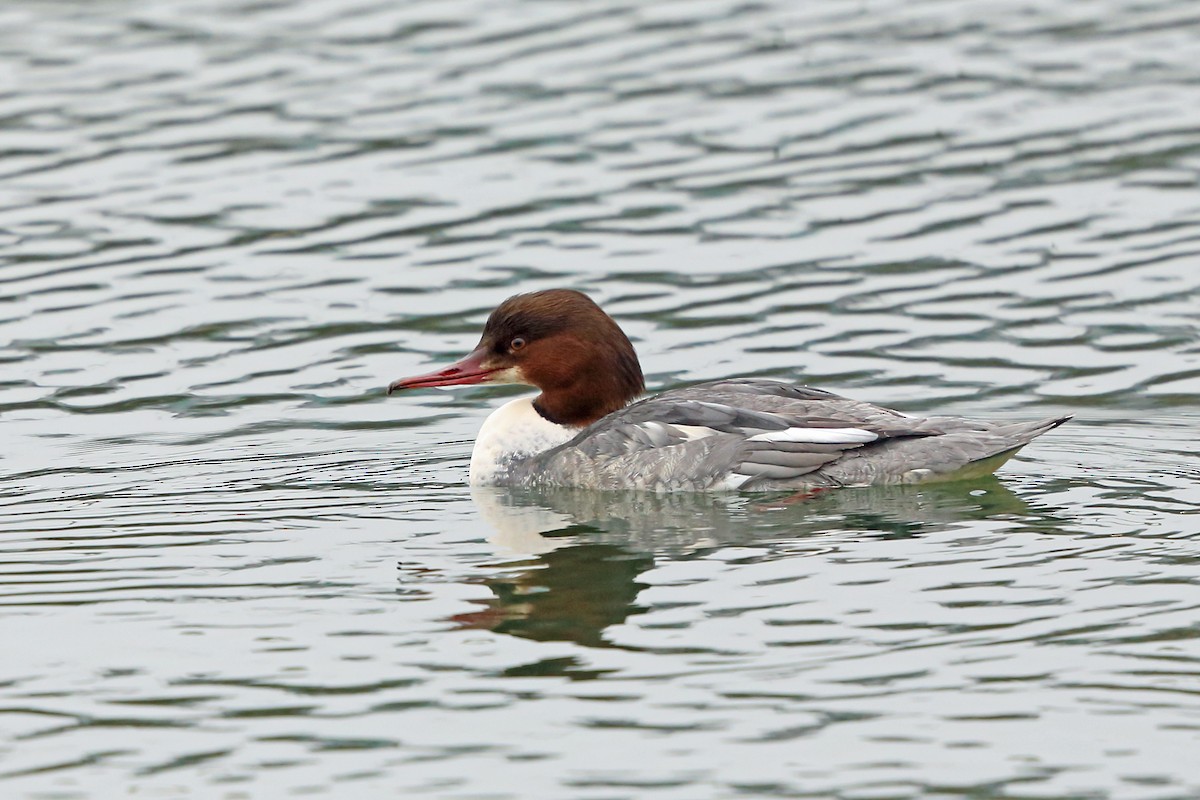 Common Merganser (Eurasian) - Nigel Voaden