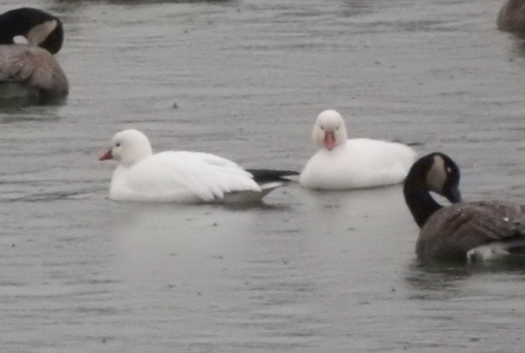 Ross's Goose - Brian Tinker