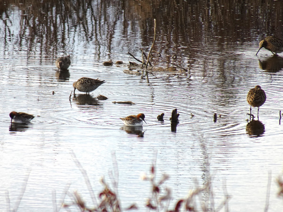 Red-necked Phalarope - ML460494251