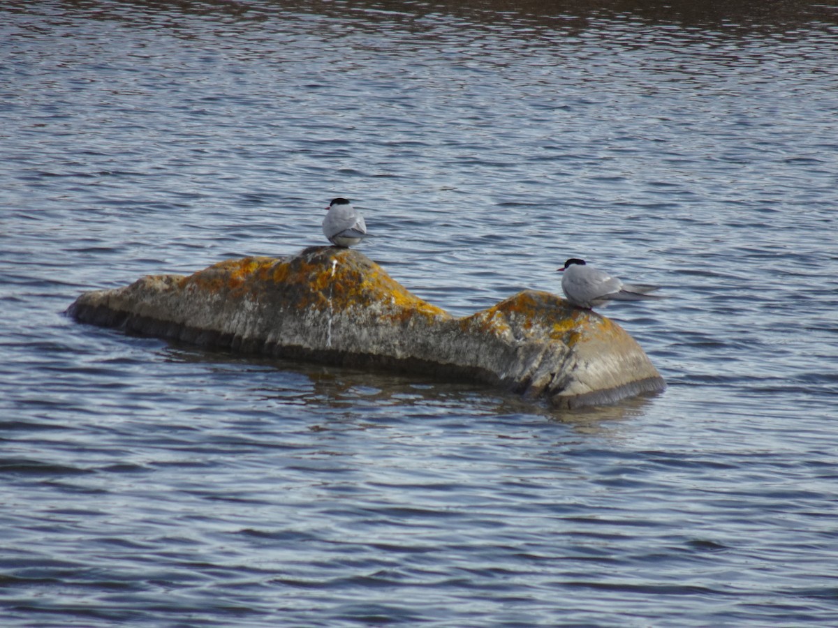 Arctic Tern - ML460495441