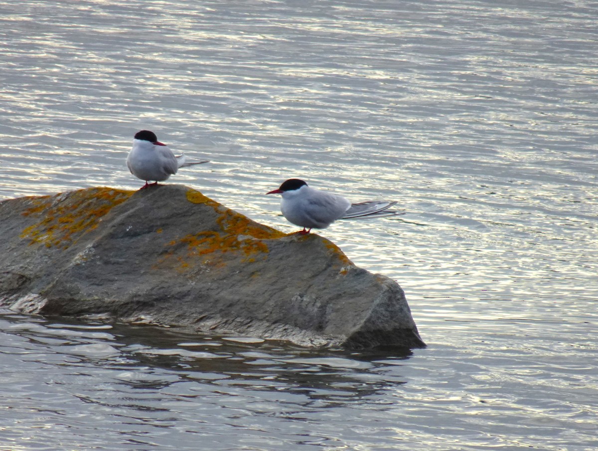 Arctic Tern - ML460495531