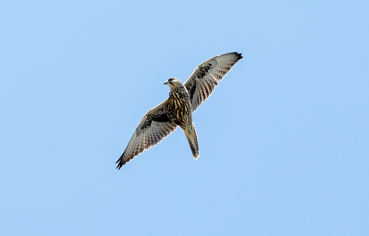 Saker Falcon - ML460497901