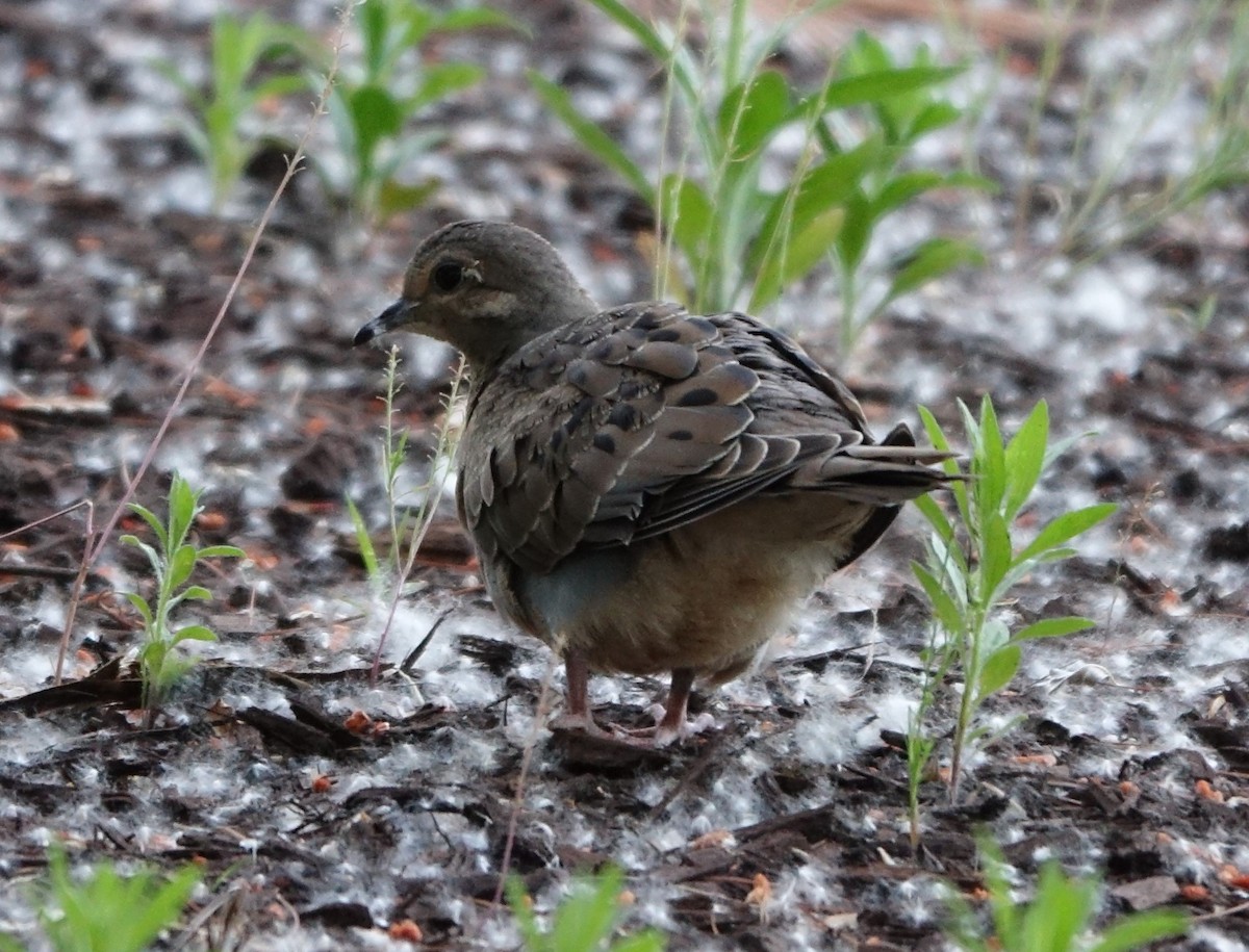 Mourning Dove - ML460498391