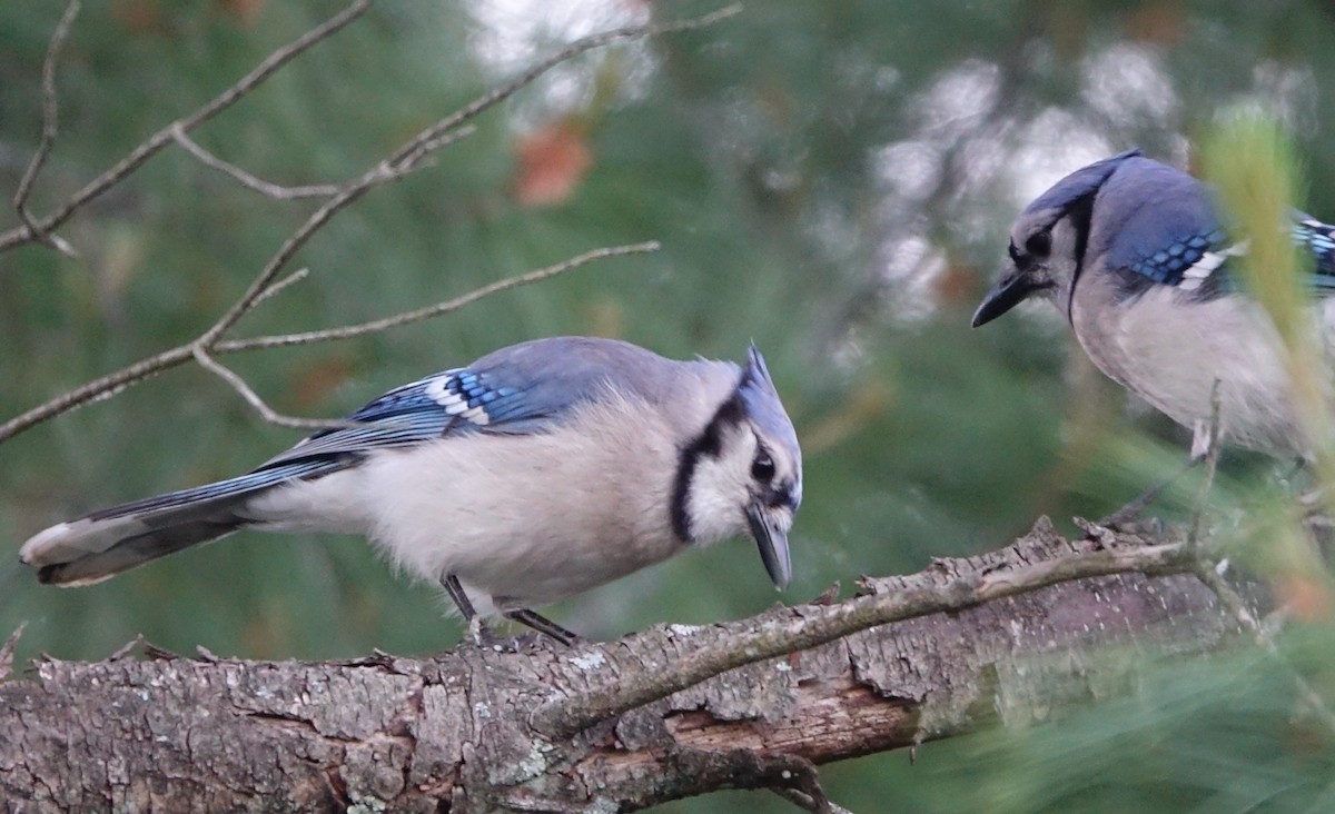 Blue Jay - Bernard Varesi