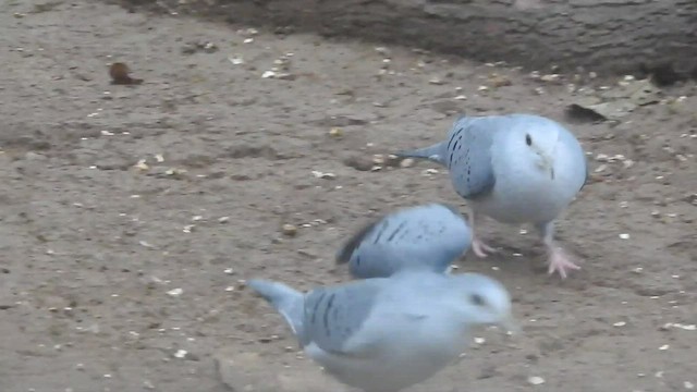 Blue Ground Dove - ML460498741