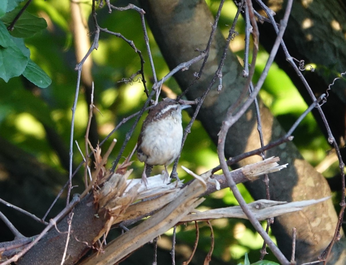 Carolina Wren - Bernard Varesi