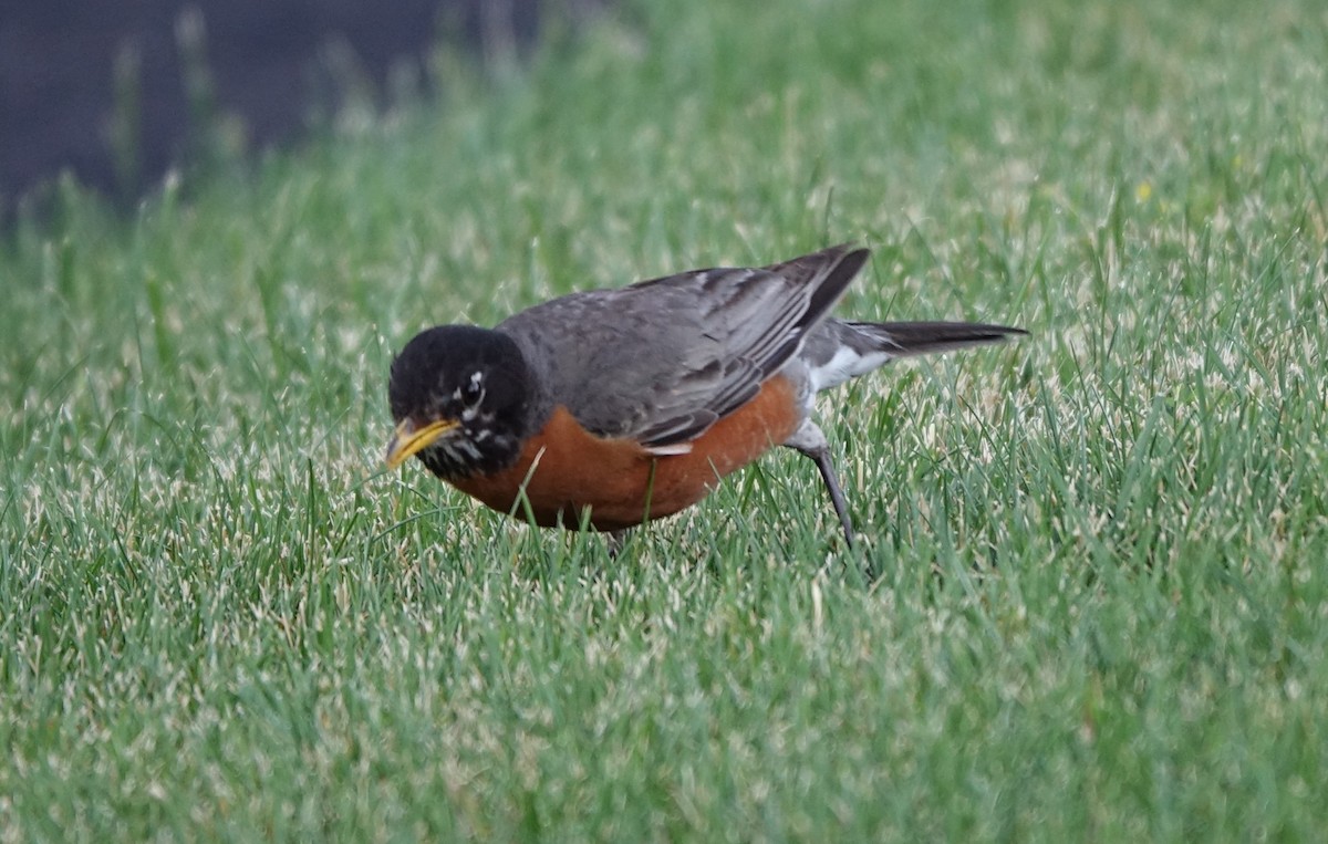 American Robin - ML460499061