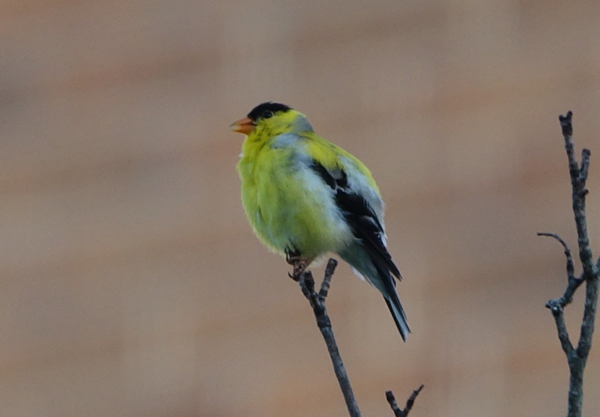 Chardonneret jaune - ML460499201