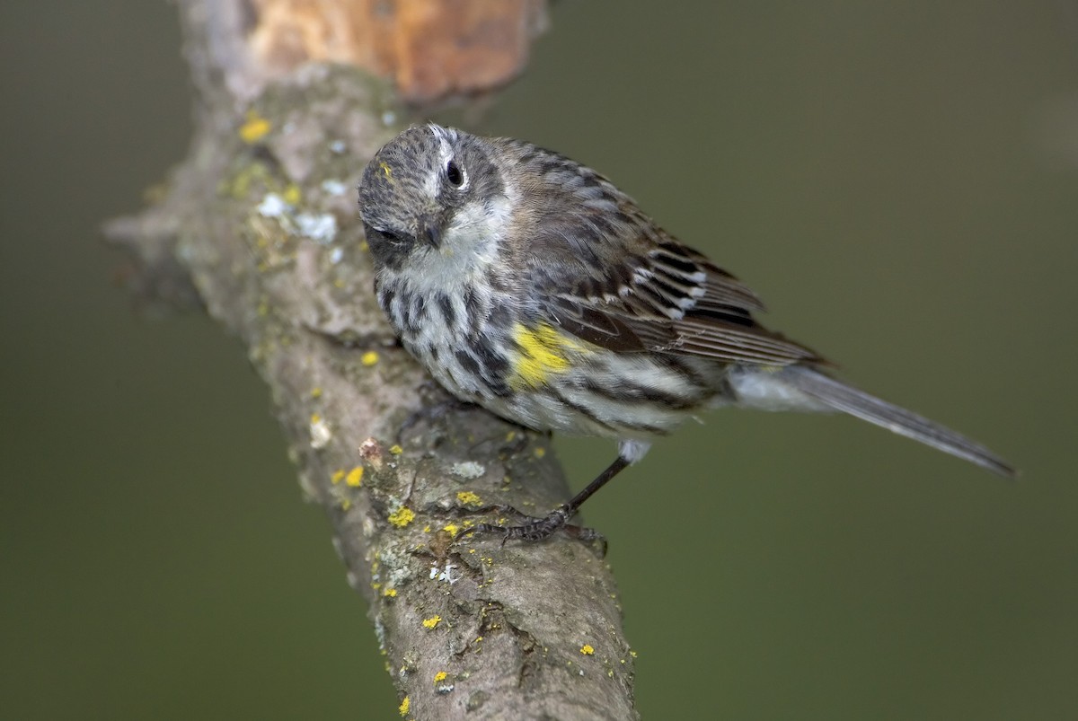Yellow-rumped Warbler - Mark Chappell