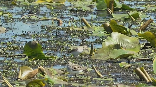 Sandstrandläufer - ML460499301