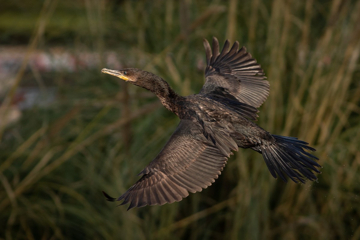 Neotropic Cormorant - Ariel Cabrera Foix