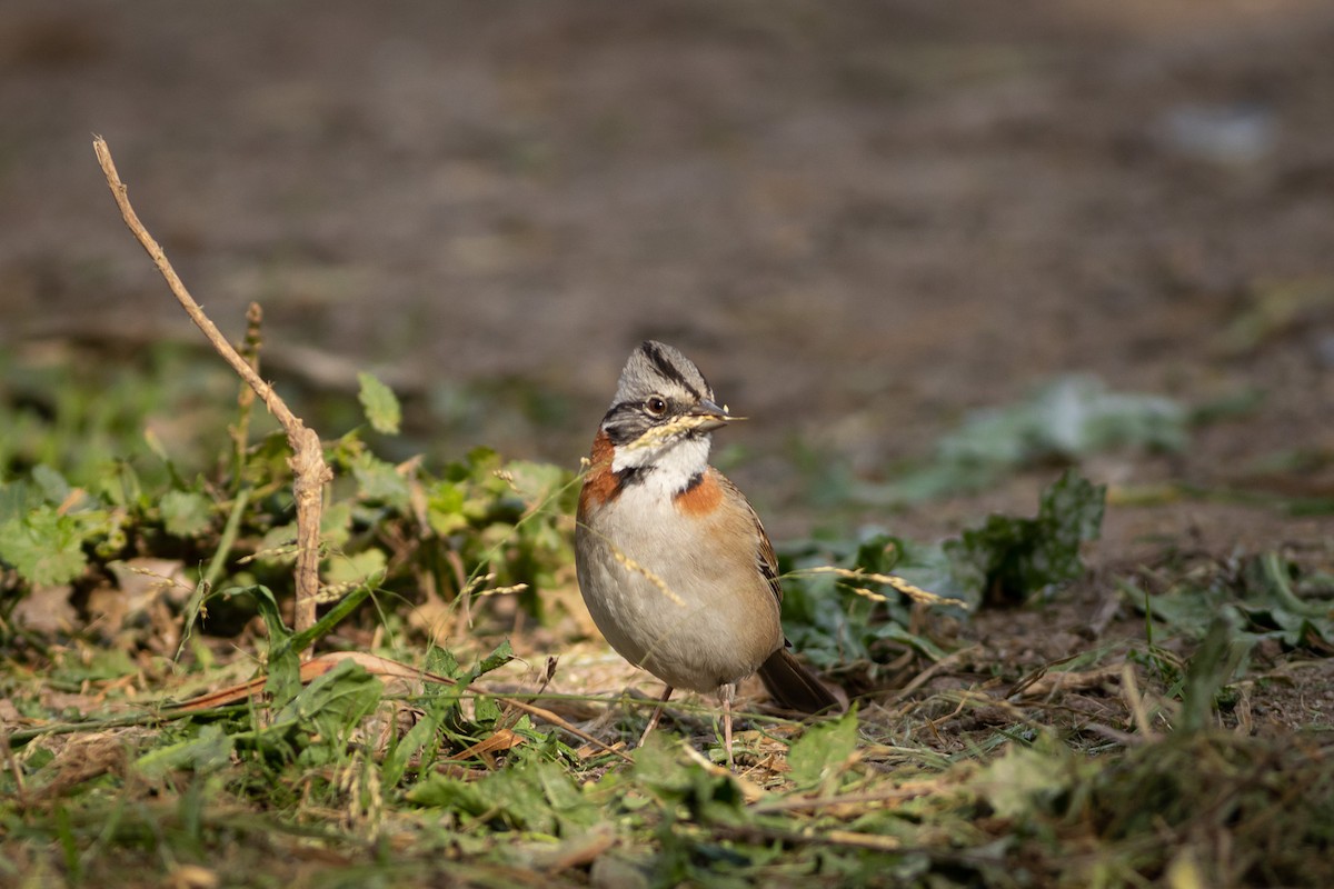 Rufous-collared Sparrow (Rufous-collared) - Ariel Cabrera Foix