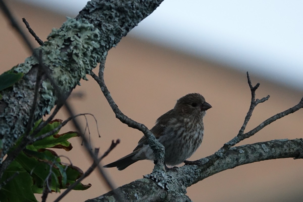 Song Sparrow - Bernard Varesi