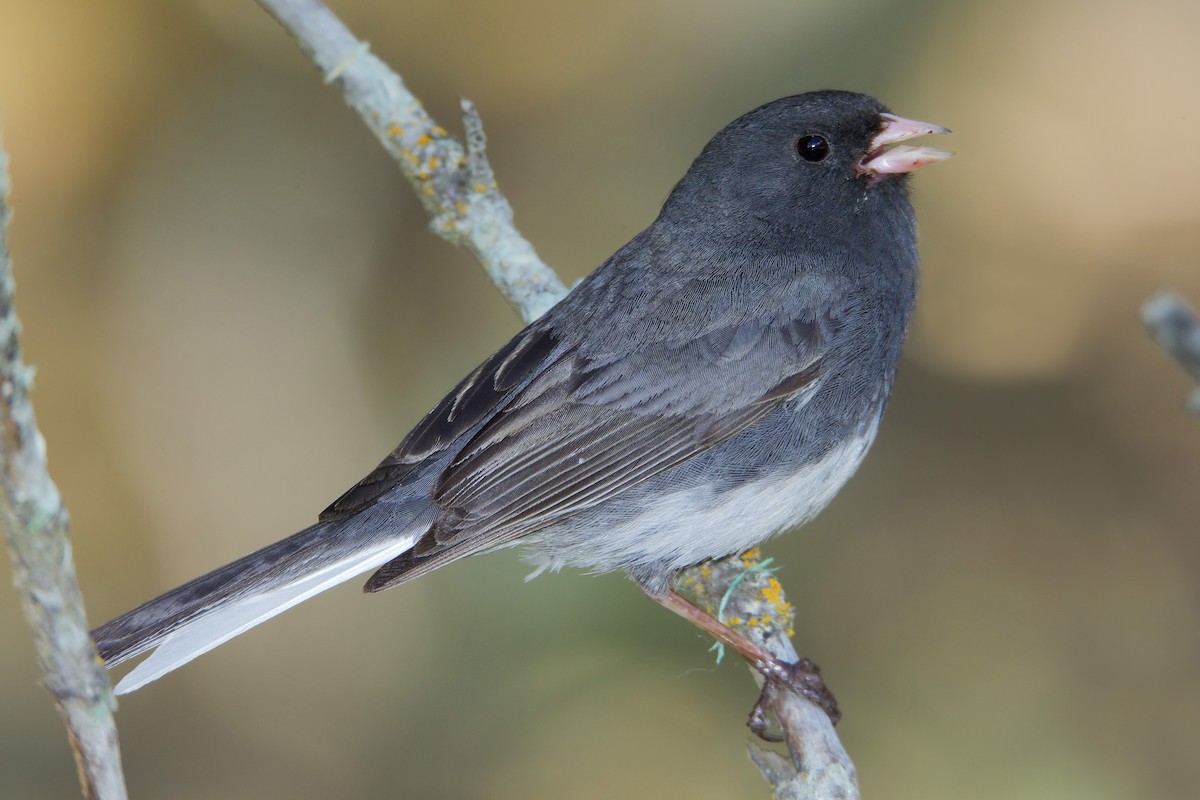 Junco ardoisé - ML460499481