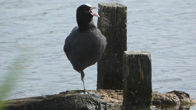 Eurasian Coot - ML460499521