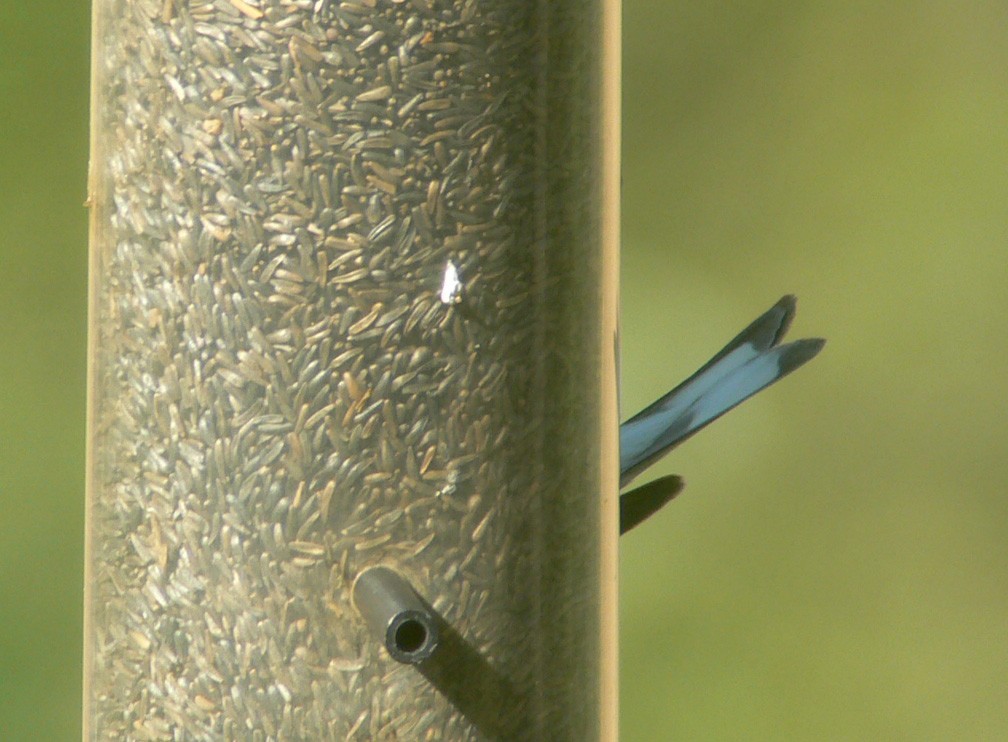 Lawrence's Goldfinch - ML46050001