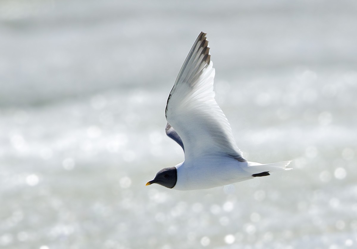 Sabine's Gull - ML460501291