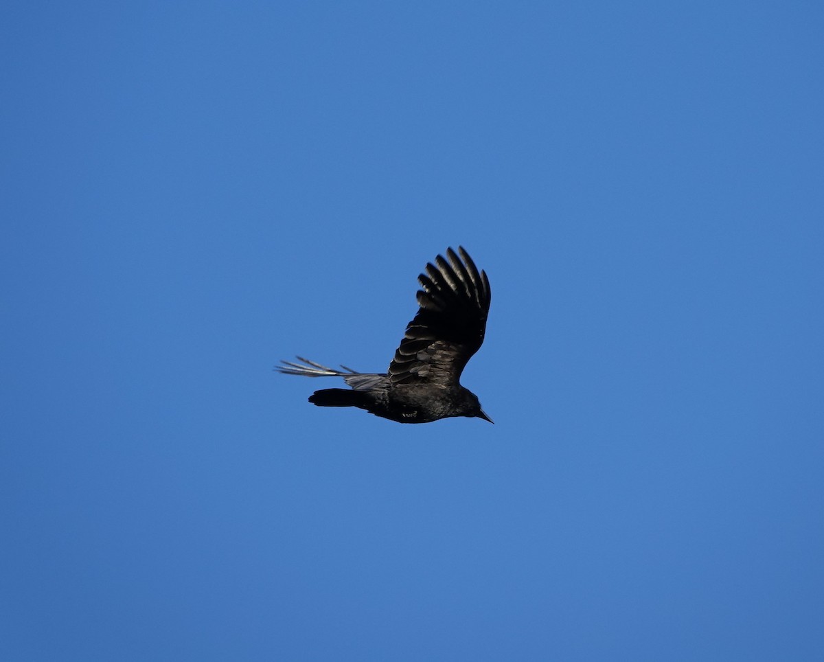 American Crow - Bernard Varesi