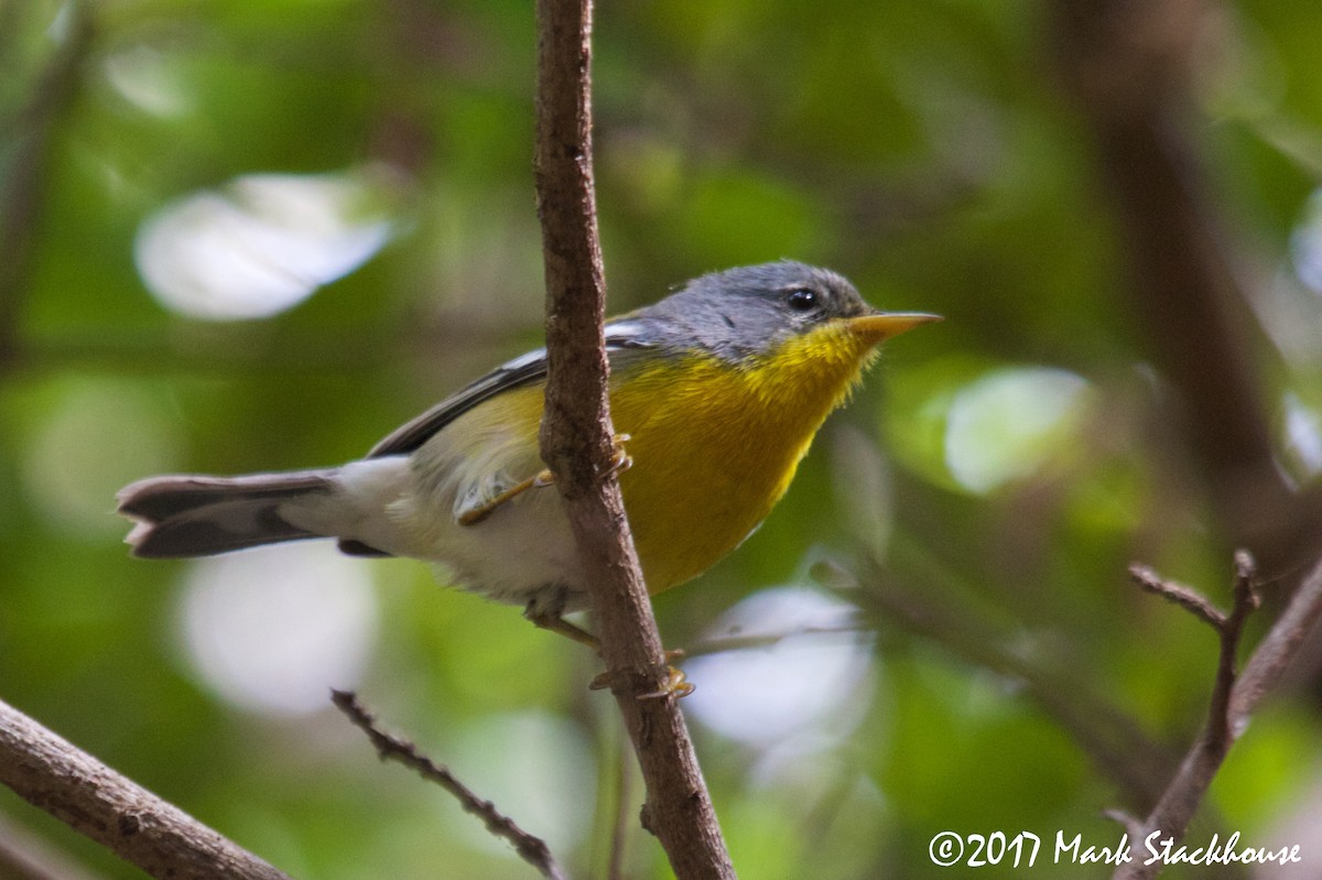 Tropical Parula (Tres Marias Is.) - ML46050151