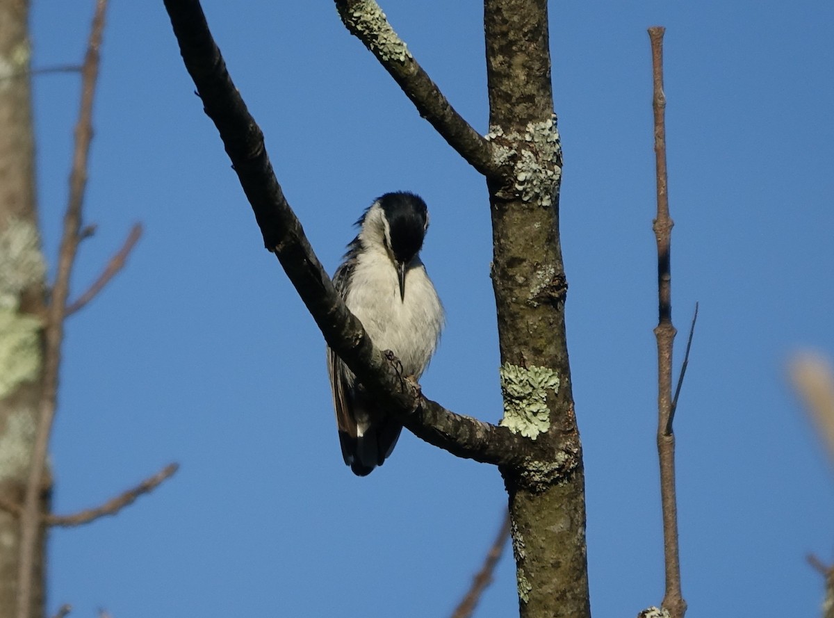 White-breasted Nuthatch - Bernard Varesi