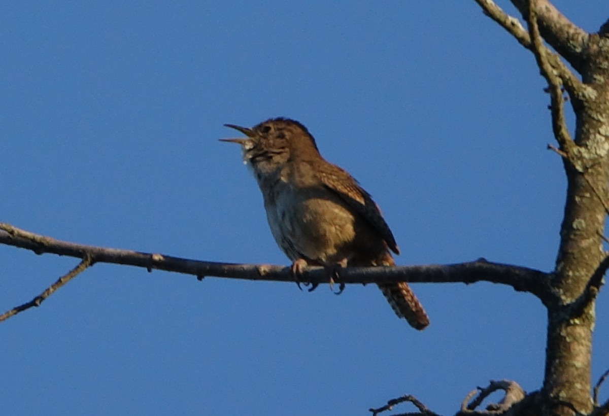 Carolina Wren - ML460501821