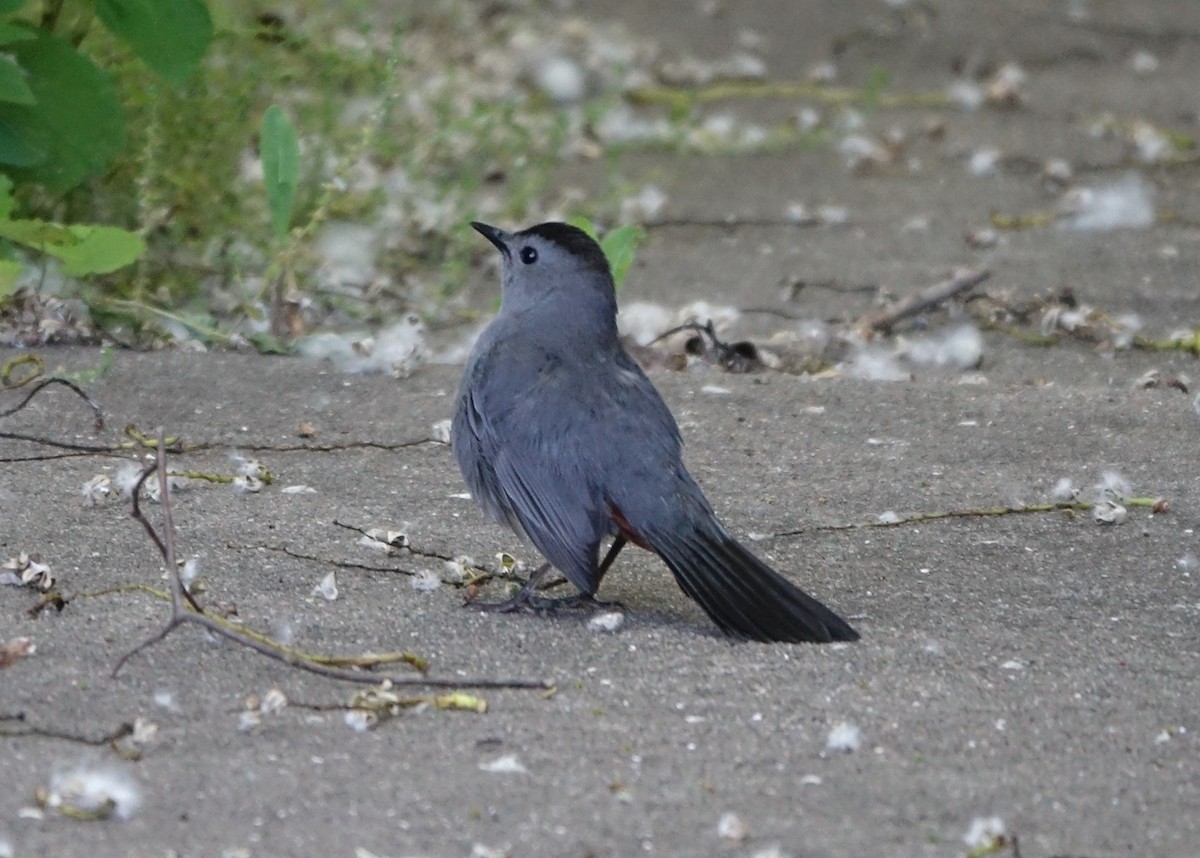 Gray Catbird - ML460501881