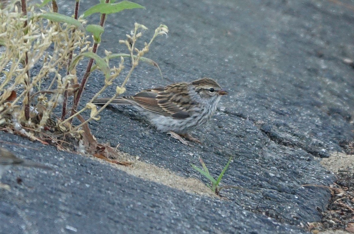 Chipping Sparrow - Bernard Varesi