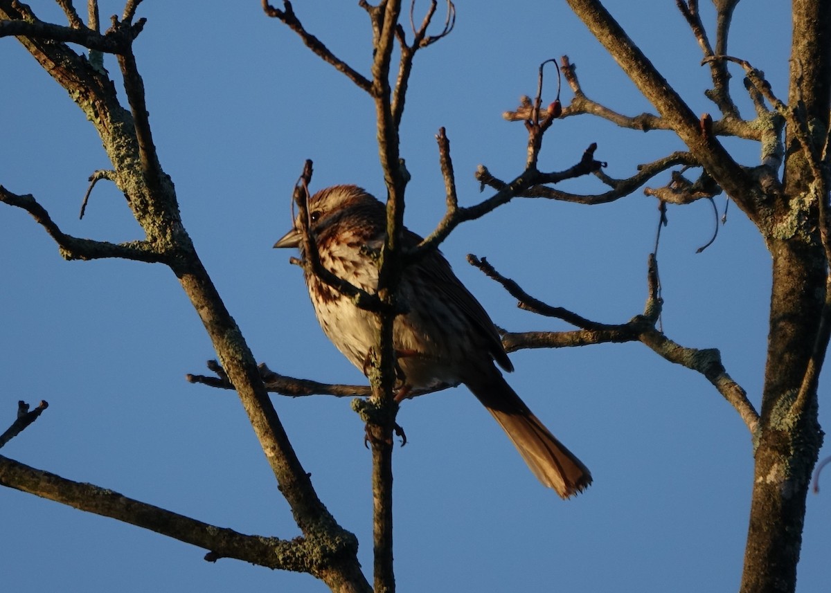 Song Sparrow - Bernard Varesi