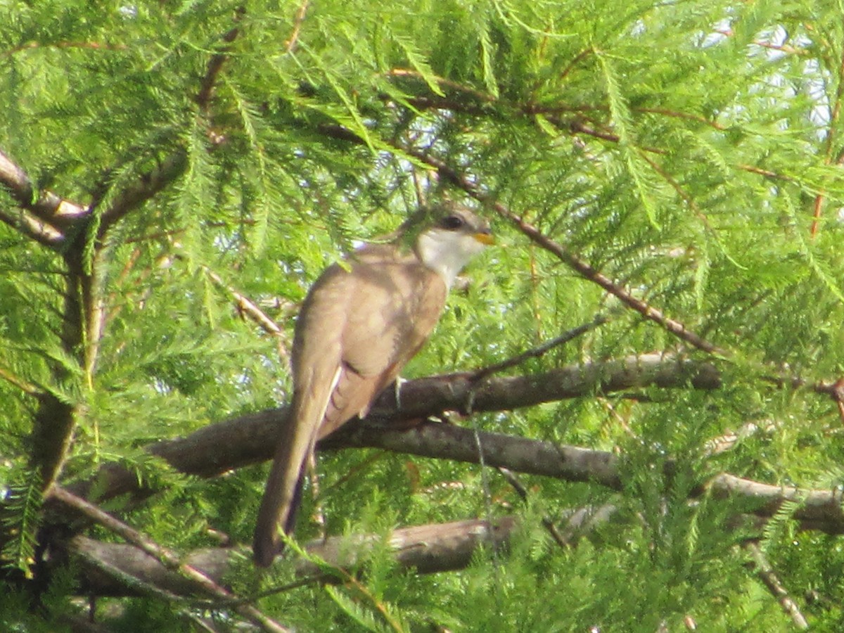 Yellow-billed Cuckoo - ML460502351