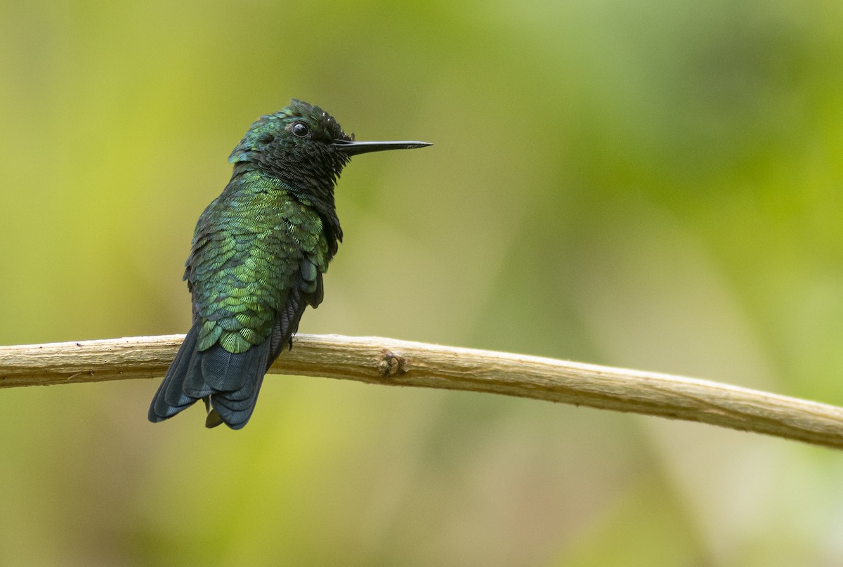 Blue-tailed Emerald - ML460503171