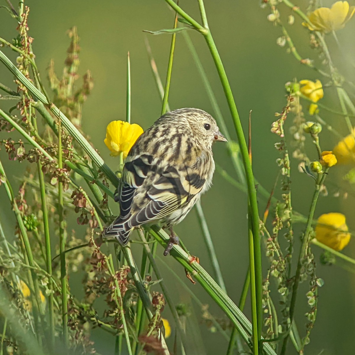 Eurasian Siskin - ML460503291