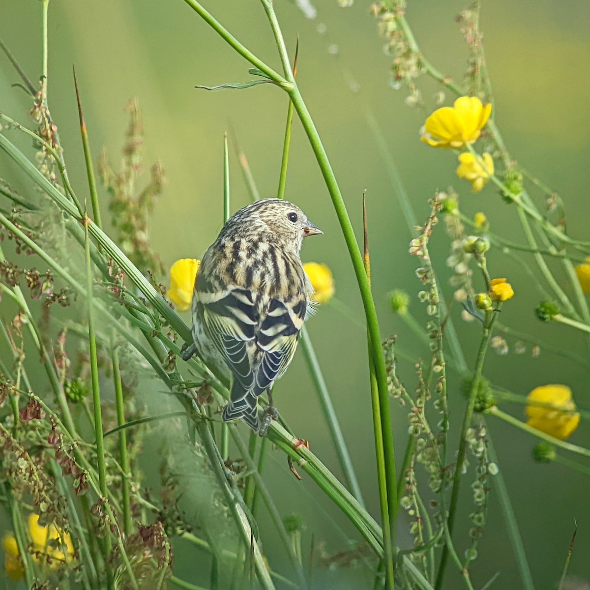 Eurasian Siskin - ML460503301