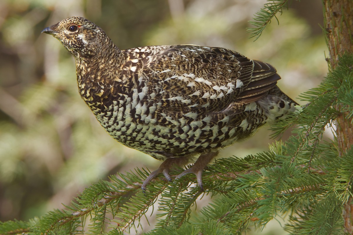 Spruce Grouse - Mark Chappell