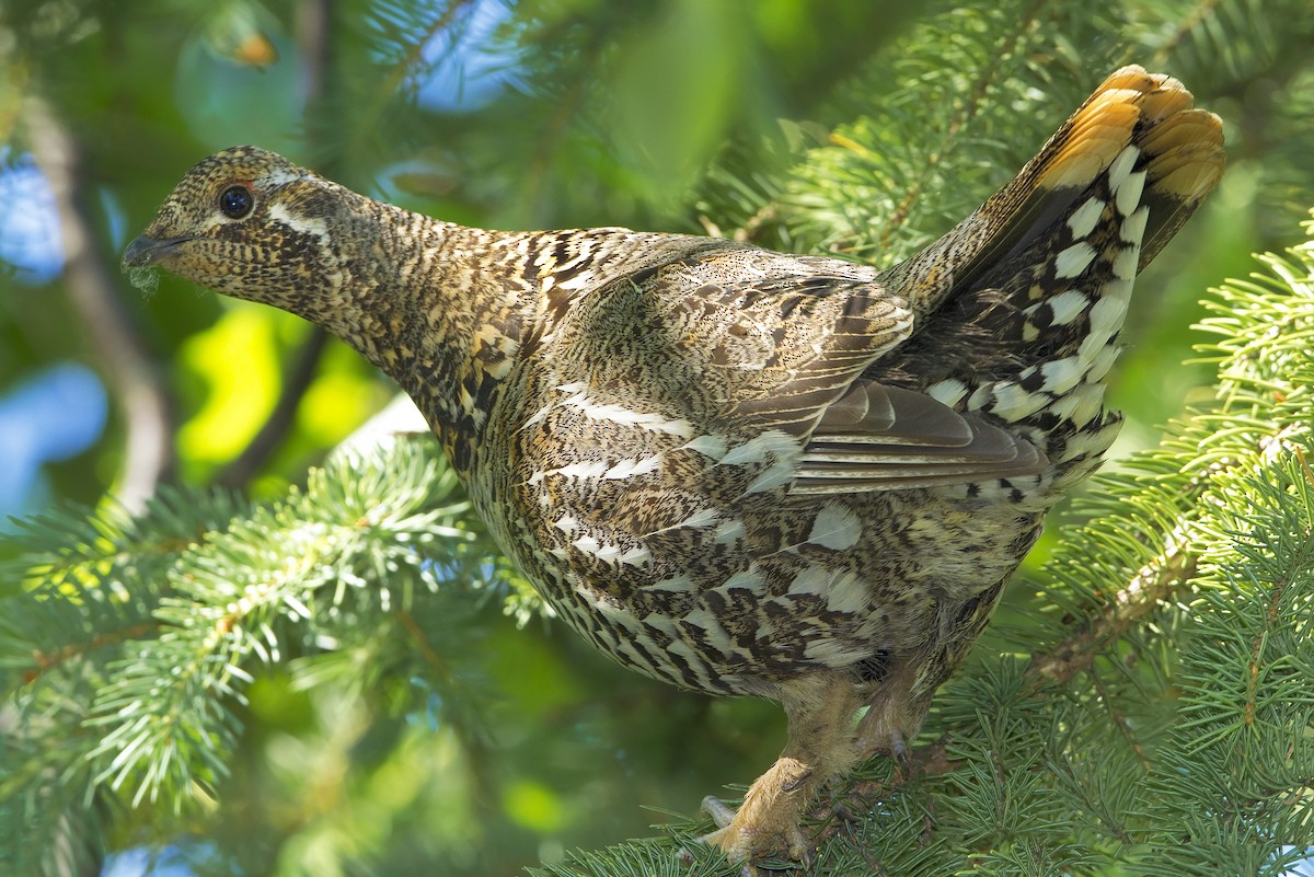 Spruce Grouse - Mark Chappell