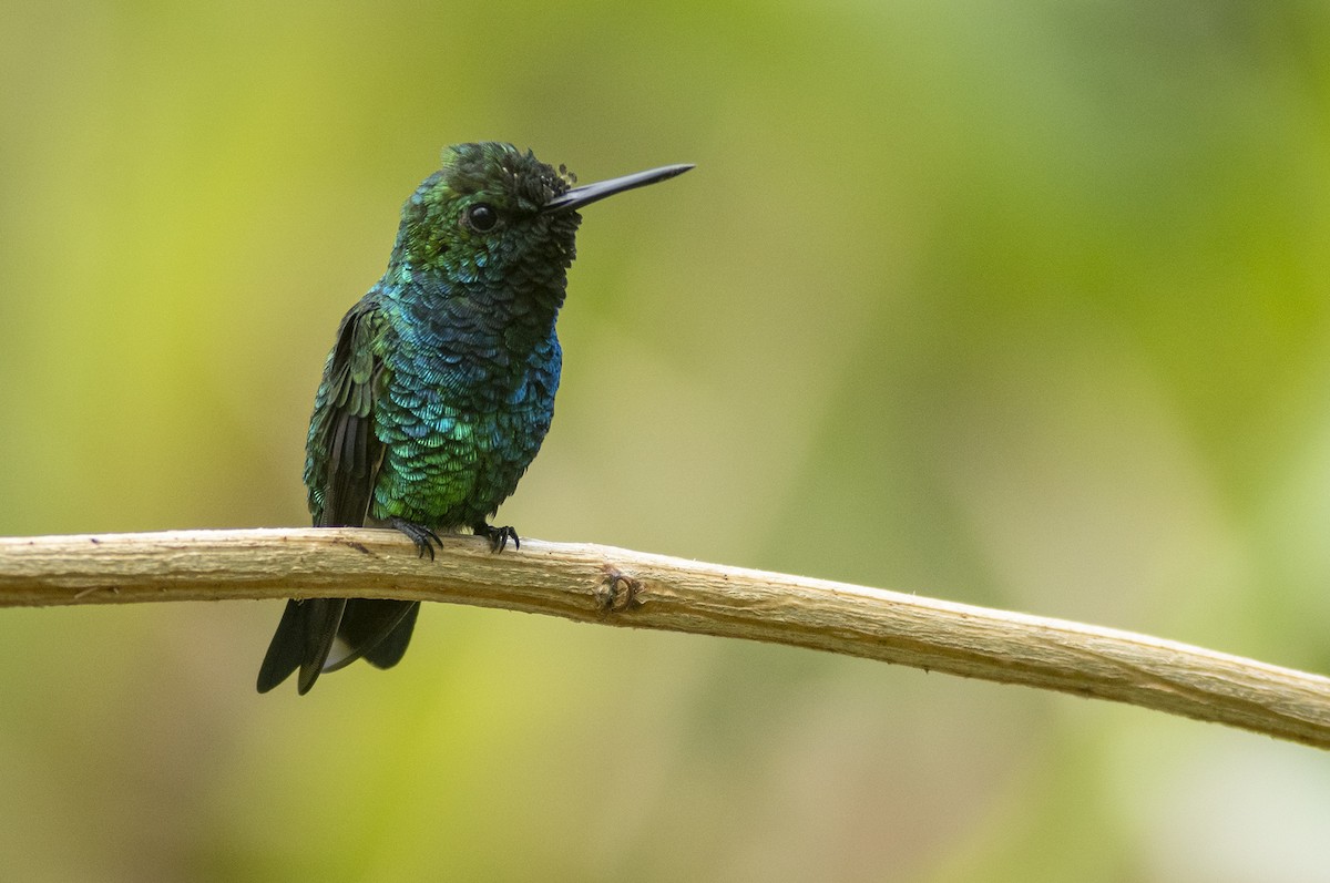 kolibřík modroocasý - ML460504101