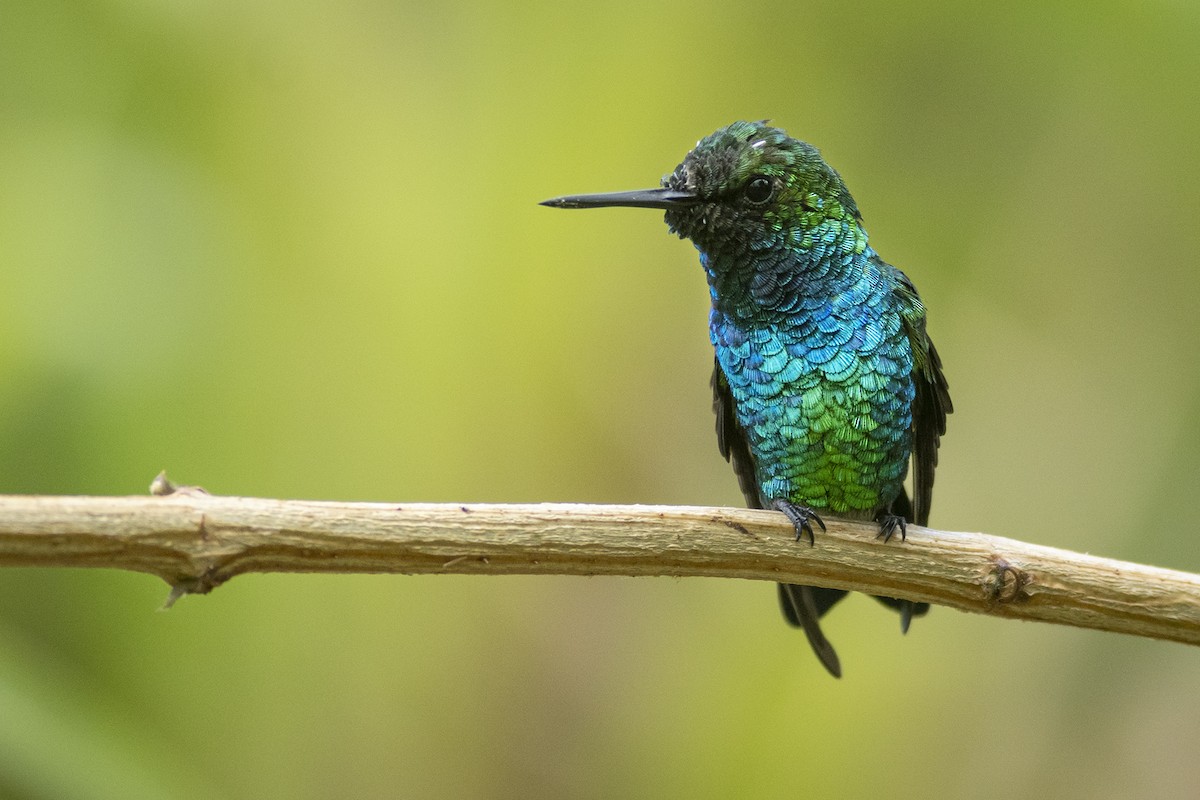 Blue-tailed Emerald - javier  mesa