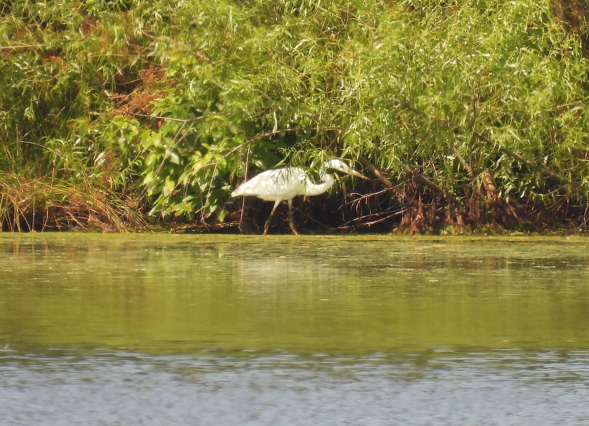 Great Blue Heron (Great White) - ML460504821