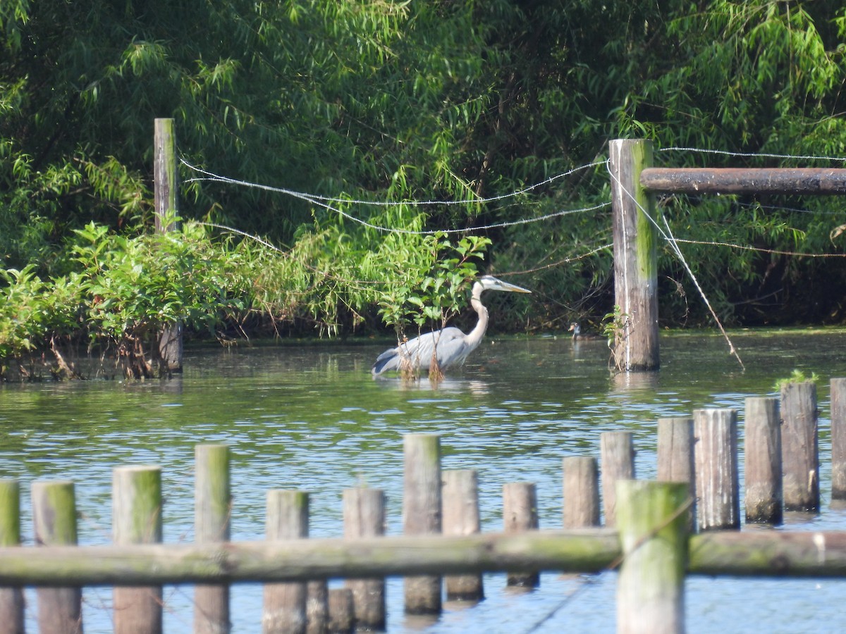 Great Blue Heron - ML460504911