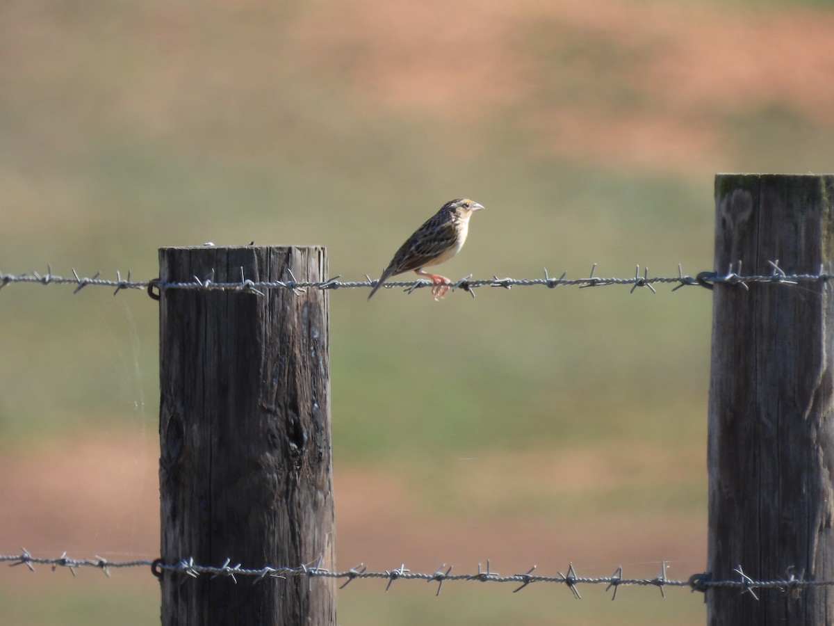 Grasshopper Sparrow - ML460505041