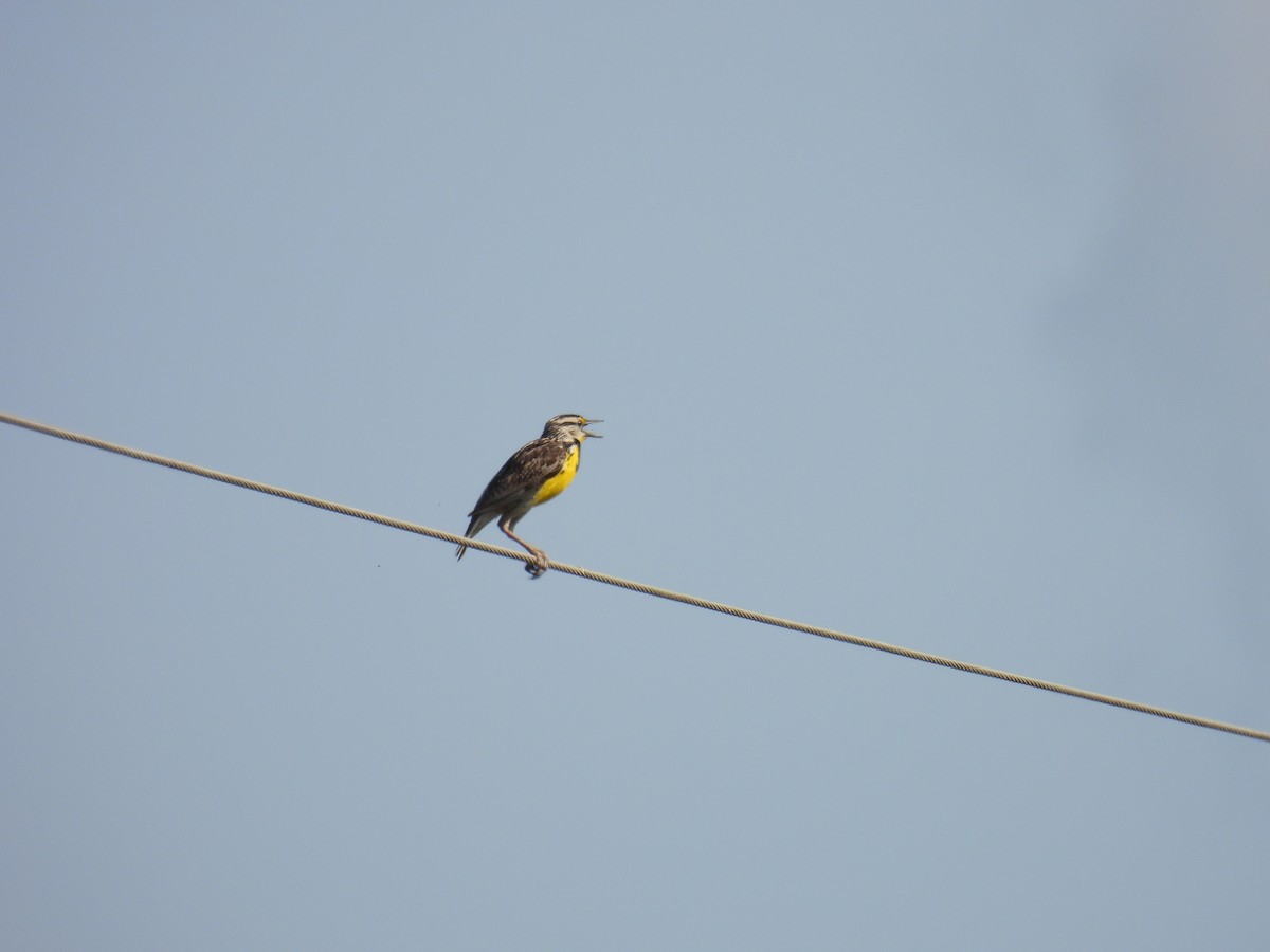 Eastern Meadowlark - ML460505141